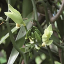 Les Ingrédients Du Pâtissier<Terre Exotique 2 gousses de Vanille Bourbon,