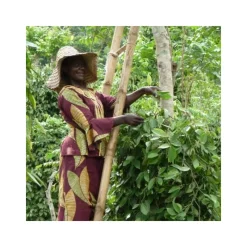 Épices & Condiments<Terre Exotique Poivre blanc de Penja,