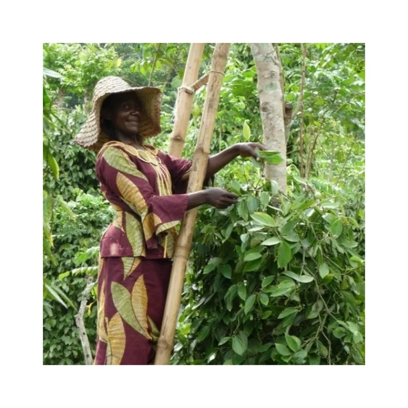 Épices & Condiments<Terre Exotique Poivre blanc de Penja,