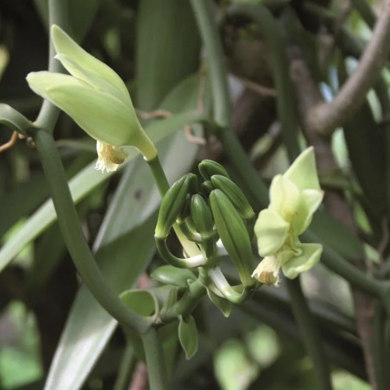 Les Ingrédients Du Pâtissier<Terre Exotique Vanille en poudre,